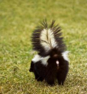 skunk